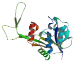 Cytidine Monophosphate-N-Acetylneuraminic Acid Synthetase (CMAS)