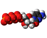 Cytidine Triphosphate (CTP)