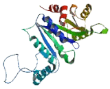 Cytidine Triphosphate Synthase (CTPS)