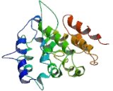 Cytochrome C Oxidase Assembly 1 Like Protein (OXA1L)