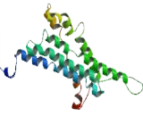 Cytochrome C Oxidase Assembly Protein 10 (COX10)