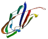 Cytochrome C Oxidase Assembly Protein 11 (COX11)