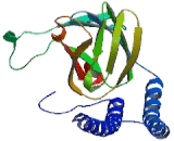 Cytochrome C Oxidase Subunit II (COX2)