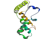 Cytochrome C Oxidase Subunit IV Isoform 1 (COX4I1)