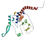 Cytochrome C1 (CYC1)