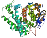 Cytochrome P450 1A1 (CYP1A1)