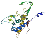 Cytochrome P450 24A1 (CYP24A1)