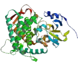 Cytochrome P450 26C1 (CYP26C1)