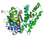 Cytochrome P450 2A13 (CYP2A13)