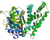 Cytochrome P450 2A6 (CYP2A6)