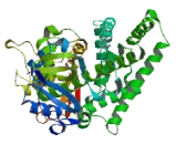 Cytochrome P450 2A7 (CYP2A7)