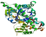 Cytochrome P450 2C9 (CYP2C9)