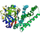 Cytochrome P450 2F2 (CYP2F2)