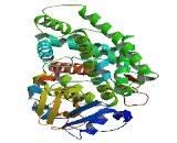 Cytochrome P450 2J2 (CYP2J2)