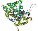 Cytochrome P450 2U1 (CYP2U1)