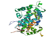 Cytochrome P450 2W1 (CYP2W1)