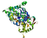 Cytochrome P450 3A1 (CYP3A1)