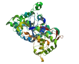 Cytochrome P450 3A2 (CYP3A2)