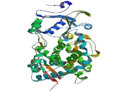 Cytochrome P450 3A4 (CYP3A4)