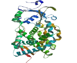 Cytochrome P450 3A43 (CYP3A43)