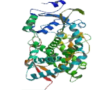 Cytochrome P450 3A5 (CYP3A5)