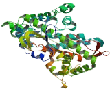 Cytochrome P450 3A7 (CYP3A7)