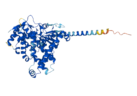 Cytochrome P450 4A14 (Cyp4a14)