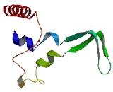 Cytochrome P450 4A22 (CYP4A22)