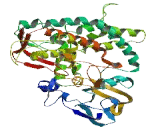 Cytochrome P450 4F2 (CYP4F2)