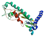 Cytochrome P450 4F3 (CYP4F3)