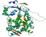 Cytochrome P450 5A1 (CYP5A1)