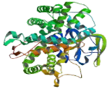 Cytochrome P450 7A1 (CYP7A1)