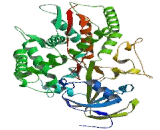 Cytochrome P450 7B1 (CYP7B1)