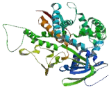 Cytochrome P450 8B1 (CYP8B1)