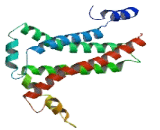 Cytochrome b (COB)