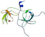 Cytochrome b-245 Alpha Polypeptide (CYBa)