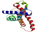 Cytochrome b Reductase 1 (CYBRD1)