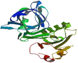 Cytochrome b5 Reductase 1 (CYB5R1)