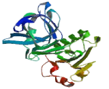 Cytochrome b5 Reductase 2 (CYB5R2)