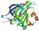 Cytochrome b5 Reductase 3 (CYB5R3)