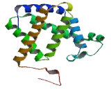 Cytoglobin (CYGB)