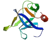 Cytohesin 4 (CYTH4)