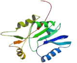 Cytokine Induced Apoptosis Inhibitor 1 (CIAPIN1)