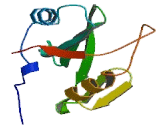 Cytokine Like Protein 1 (CYTL1)