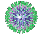 Cytomegalovirus (CMV)