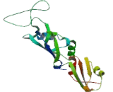 Cytoplasmic Polyadenylation Element Binding Protein 1 (CPEB1)