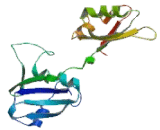 Cytoplasmic Polyadenylation Element Binding Protein 2 (CPEB2)