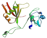 Cytoplasmic Polyadenylation Element Binding Protein 4 (CPEB4)