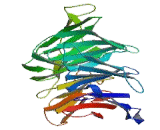 Cytosolic Iron Sulfur Protein Assembly Protein 1 (CIAO1)