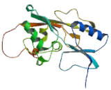 D2-Hydroxyglutarate Dehydrogenase (D2HGDH)